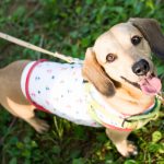 癌探知犬 申し込み方法と費用はどのくらい？
