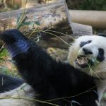 上野動物園 赤ちゃんパンダの公開は１２月！混雑状況を予想！